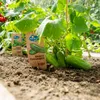 Gurkenpflanze „Snack Concombre“ – für Balkon und Garten – Produktbild-Vorschau 2