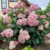 Ballhortensie 'CANDYBELLE BUBBLEGUM' 30-40 cm, Cont. 2,5 l Produktbild-Vorschau 5