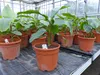 Bananenstaude Banane Musa Velutina 80 cm, rosa Zwergbanane, Produktbild-Vorschau 3