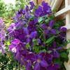 A close-up view of vibrant purple clematis flowers climbing a white trellis against a backdrop of greenery and a brick wall. Produktbild-Vorschau