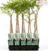 Wisteria floribunda Alba - bílý modrý déšť Náhled obrázku produktu 3