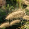 6x Pennisetum al. 'Hameln' P9 H20 Produktbild-Vorschau 3