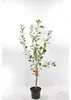 Malus Domestica James Grieve 130 cm / 5 litrů Jabloň v Náhled obrázku produktu 2