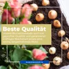 Blumenzwiebel Sommerknotenblume Kiepenkerl 5 Stück Produktbild-Vorschau 5