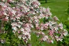 Kolkwitzia amabilis 'Pink Cloud', Kolkwitzie, rosa Blüten, Produktbild-Vorschau 1