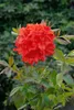 Rhododendron luteum 'Royal Command', gelb, 40–50 cm Produktbild-Vorschau 7