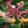 2 x Geißblatt American Beauty (Lonicera): 2-er set Produktbild-Vorschau 2