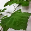 Malinojeżyna Loganberry 2L Podgląd zdjęcia produktu 5
