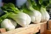 SAFLAX - BIO - Čínska horčicová kapusta - Pak Choi - Náhľad obrázku produktu 7