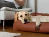 TrendPet Runa letto in Pelle finta marrone (100x75x30cm) Anteprima dell’immagine prodotto 7