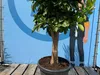 Sunny Tree - Orangenbaum - große 160 Zentimeter - Citrus Produktbild-Vorschau 5