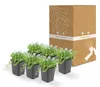 Bodendecker - Blauer Bubikopf - Isotoma fluviatilis - 9cm Produktbild-Vorschau 7