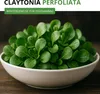 A bowl of fresh Claytonia Perfoliata (Winter Purslane) with water droplets, on a wooden surface. Produktbild-Vorschau