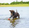 Beeztees Hundespielzeug Splashball blau/rot Produktbild-Vorschau 4