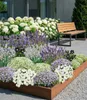 BALDUR Garten 19er Blau-weißes Staudenbeet, Pflanzen im 9x9 Produktbild-Vorschau 1