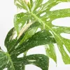 Bloomique - Lot de 2 - Monstera Deliciosa Thai Voir les images du produit 5