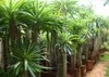 SAFLAX - Madagascar - Palme - Pachypodium lamerei - 10 Produktbild-Vorschau 6