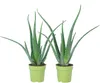 2er-Set Echte Aloe - pflegeleichte Zimmerpflanze, Aloe vera Produktbild-Vorschau 1