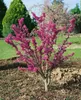 Cercis chinensis 'Avondale', Judasbaum, purpurrosa, 40–60 Produktbild-Vorschau 13
