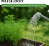 Dill Gewöhnlicher Samen - Anethum graveolens - Dillsamen - Produktbild-Vorschau 8