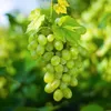 Vinic, biele hrozno, Vitis vinifera Himrod, ovocná Náhľad obrázku produktu 4