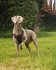lionto Anti-Zug Hundegeschirr, verstellbares Y-Geschirr mit Produktbild-Vorschau 2