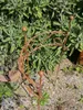 A decorative garden stake in a garden setting. Anteprima dell’immagine prodotto