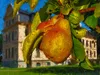 CALVENDO Puzzle Schloss Ribbeck und die Birne im Havelland. Produktbild-Vorschau 3