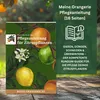 Meine Orangerie Zitrus-Pflegepaket Piccolo: Starker Produktbild-Vorschau 5
