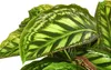 Dehner Korbmarante Flamestar, Calathea roseoptica, Produktbild-Vorschau 2