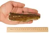 RF-D Elch L 0,5kg (4-7St.) 12-17cm Hard natürliches Geweih, Produktbild-Vorschau 2