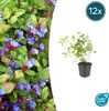 Pôdny krytinový materiál - Ceratostigma plumbaginoides - Náhľad obrázku produktu 1