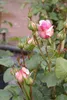 Kletterrose Jasmina® - Rosa - Duft++ - Kordes-Rose - Produktbild-Vorschau 2