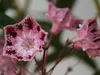 Lorbeerrose - Berglorbeer Moyland - Kalmia latifolia Produktbild-Vorschau 3