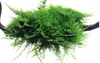 Aquarium Pflanze Vesicularia montagnei Christmas auf Wurzel Produktbild-Vorschau 5