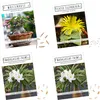 Egzotyczne nasiona kaktusów o wysokiej zdolności Podgląd zdjęcia produktu 1