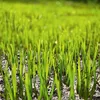 Floragard Rasensand, 30 kg - 100% reiner Quarzsand Produktbild-Vorschau 4