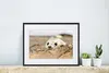 MuchoWow® MuchoWow® Gerahmtes Poster Robbe hinter Produktbild-Vorschau 6