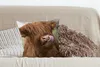 MuchoWow® Zierkissen Sofakissen Wohnzimmer Dekokissen 45x45 Produktbild-Vorschau 4
