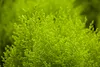 Thuja orientalis 'Aurea Nana', Lebensbaum, goldgelb, 30–40 Produktbild-Vorschau 2