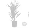 Bloomique - Chamaerops Humilis - Europäische Zwergpalme - Produktbild-Vorschau 3