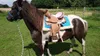 Esposita Westernsattel "Princess" für Pony und Shetty Produktbild-Vorschau 2