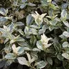 10 Stück, Topf 9cm, Bodendecker Euonymus fortunei Harlequin Produktbild-Vorschau 3