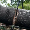 A chainsaw cutting through a log in a forest setting. Náhled obrázku produktu