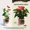 OraGarden Anthurien-Erde 3 Liter Produktbild-Vorschau 4