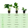Anubias Set mit 3 Pflanzen Aquariumpflanzen Wasserpflanzen Produktbild-Vorschau 2