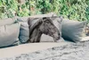 MuchoWow® Outdoor Kissen - Pferd - Halfter - Porträt - Produktbild-Vorschau 2
