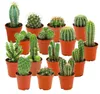 Zynesflora Mini Kakteen im Set - 15 Stück im 5.5 cm Produktbild-Vorschau 1