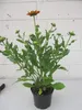 Rudbeckia hirta - Sunbeckia Big Smile Smiley - Sonnenhut Produktbild-Vorschau 3