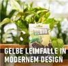 COMPO  Trauermückenfänger gelbe Leimfallen 5er Pack Produktbild-Vorschau 3